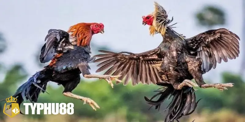 Tổng quan đôi nét về đá gà typhu88